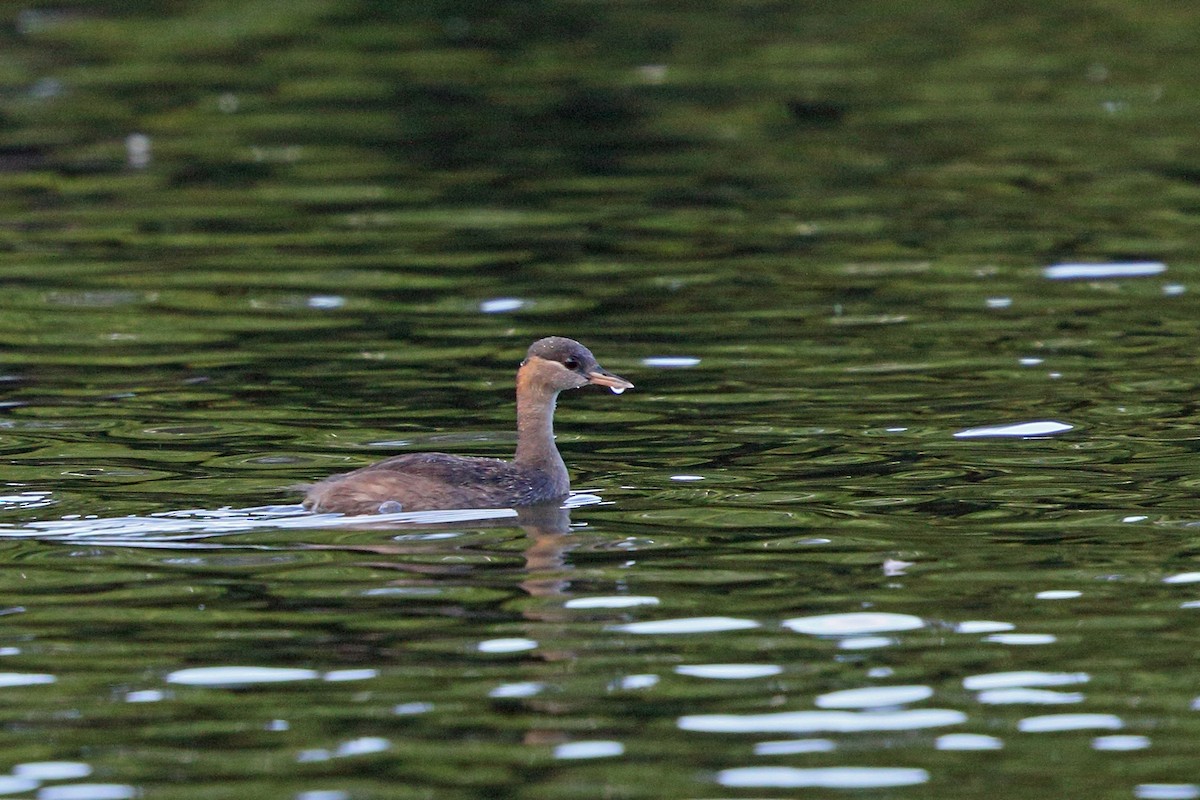 Madagascar Grebe - Nigel Voaden