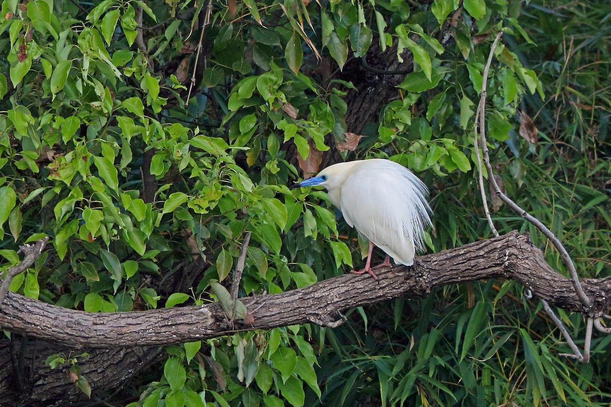 Malagasy Pond-Heron - ML46519251