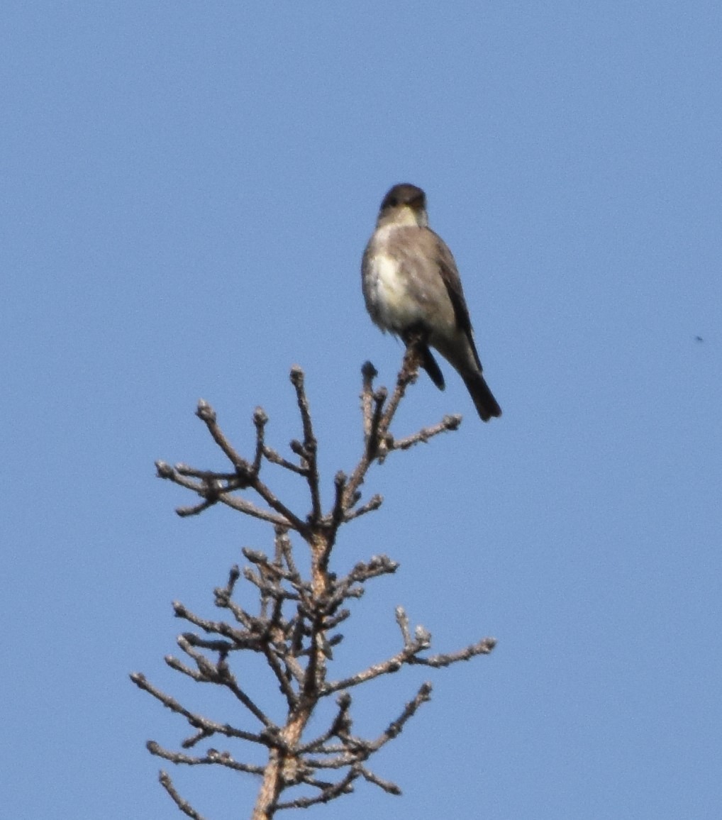 Olive-sided Flycatcher - Dave Powell