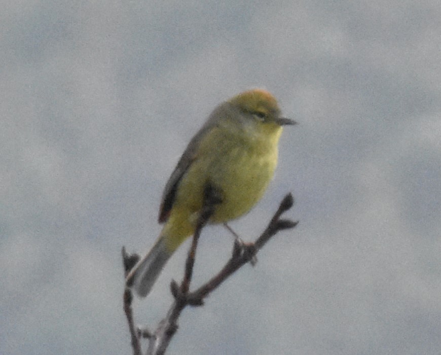 Orange-crowned Warbler - ML465193691