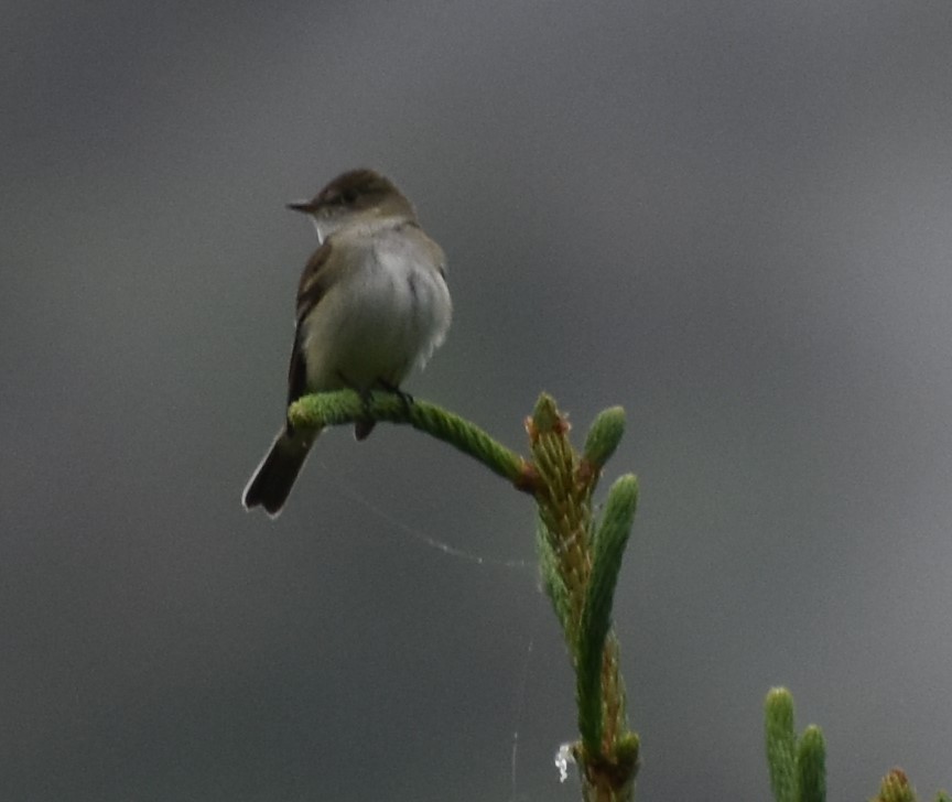 Alder Flycatcher - ML465193861