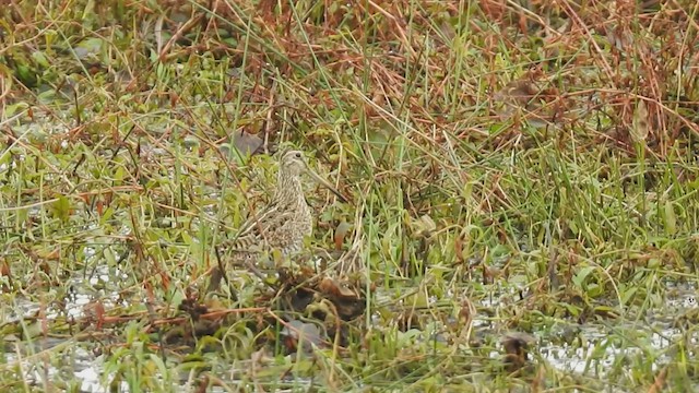 Magellanic Snipe - ML465194011