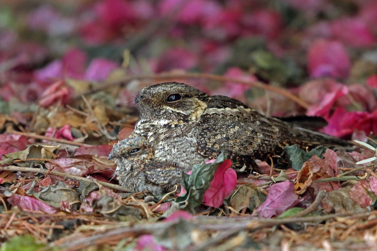 Madagascar Nightjar - ML46519481