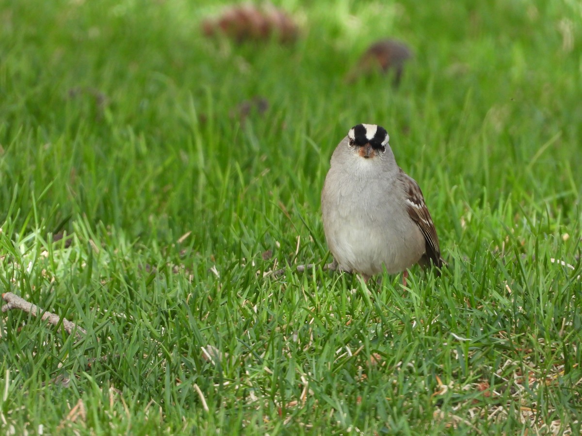 White-crowned Sparrow - ML465194881
