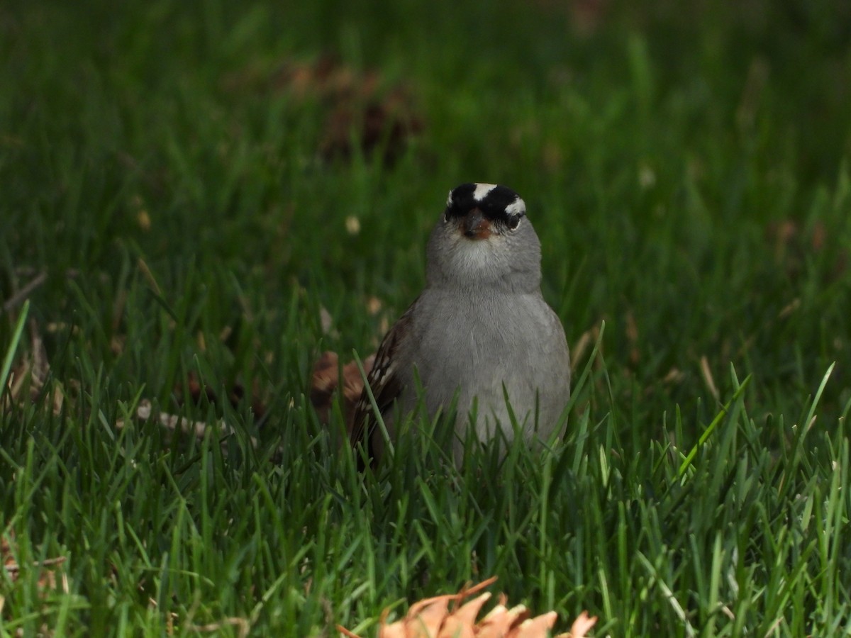 White-crowned Sparrow - ML465194901