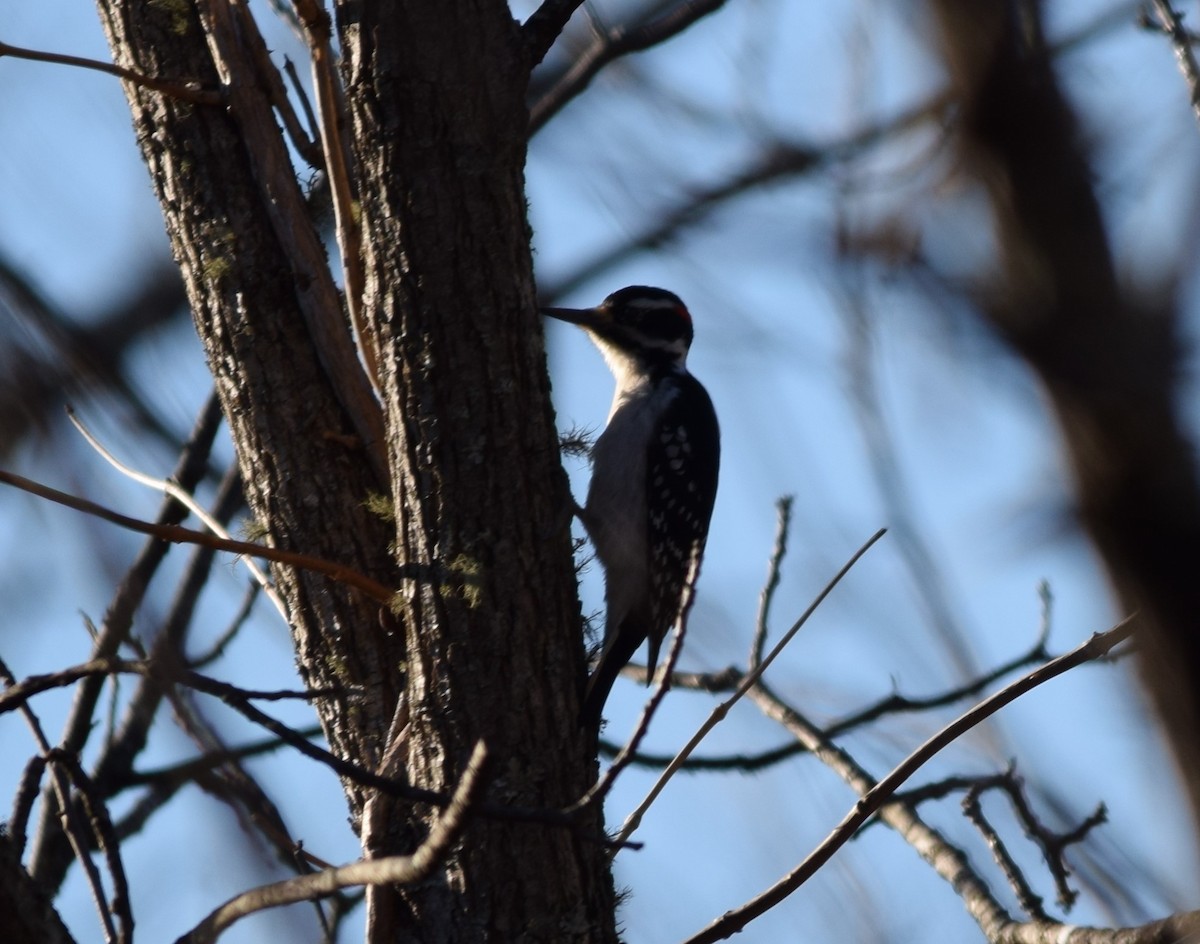 Hairy Woodpecker - ML465195211