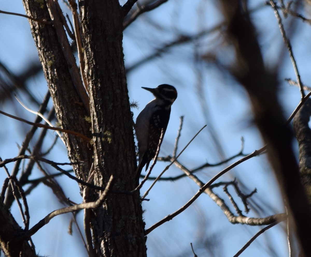 Hairy Woodpecker - ML465195221