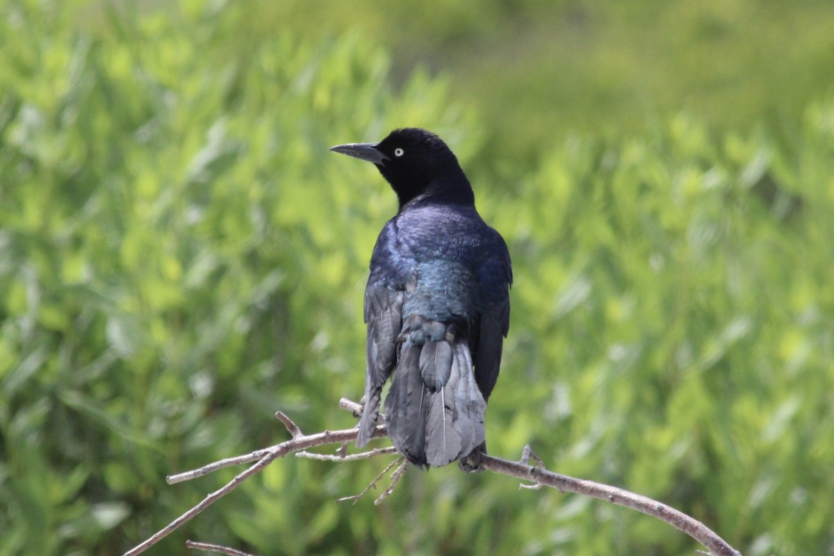 Boat-tailed Grackle - ML465195261