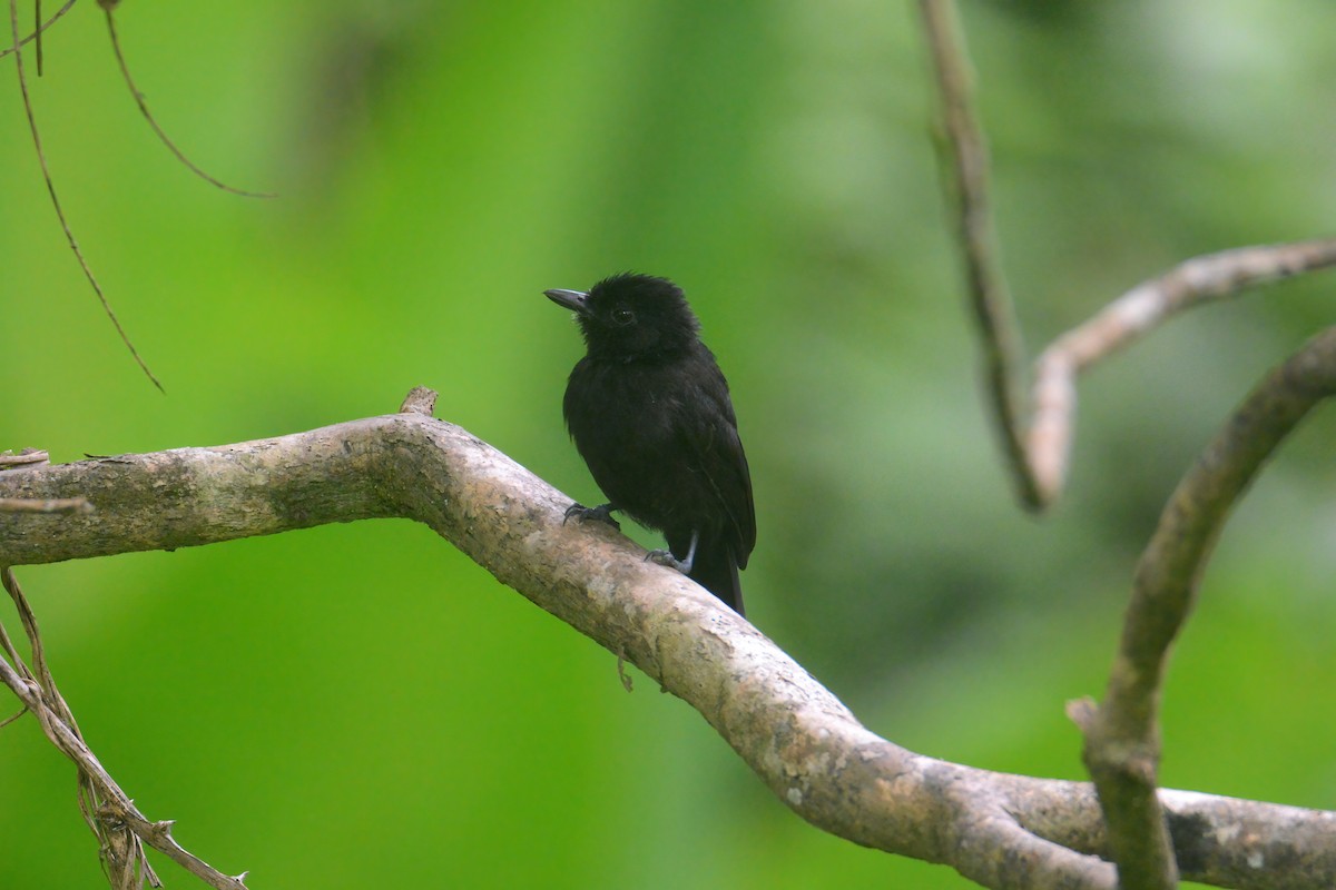 Black Antshrike - John David Curlis 🐍