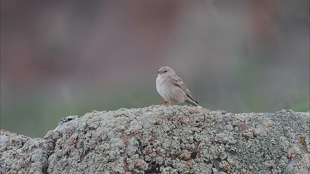 Pale Rockfinch - ML465196951