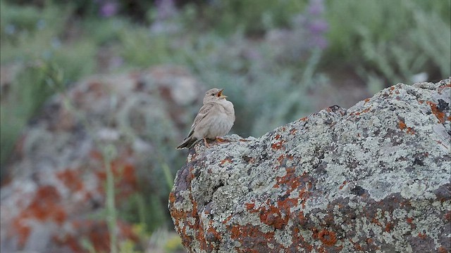 Pale Rockfinch - ML465197141