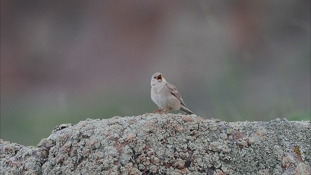 Pale Rockfinch - ML465197181