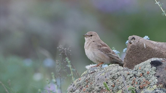 Pale Rockfinch - ML465197261