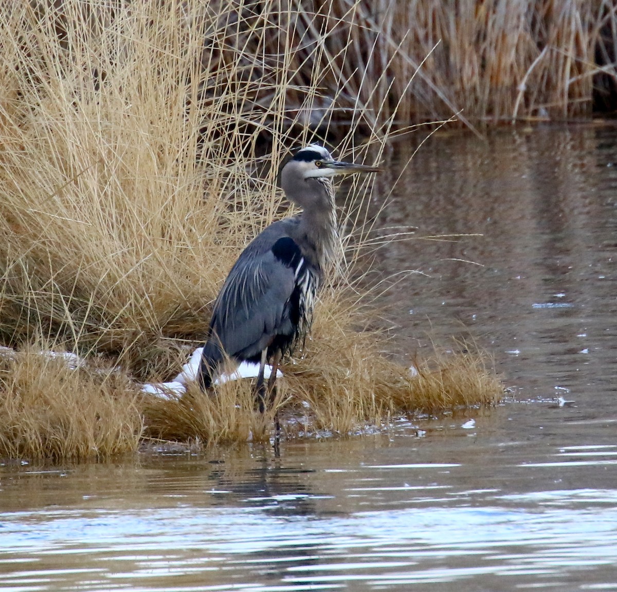 Great Blue Heron - Janice Vander Molen