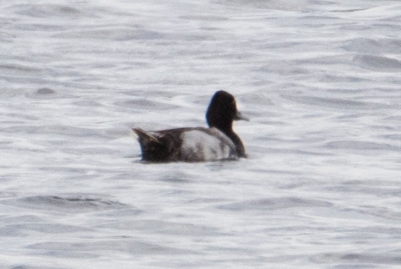 Lesser Scaup - ML465197701