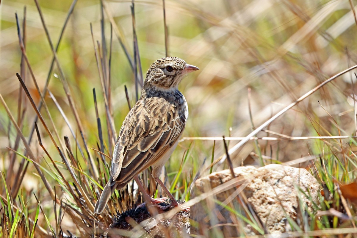 Madagascar Lark - ML46519781