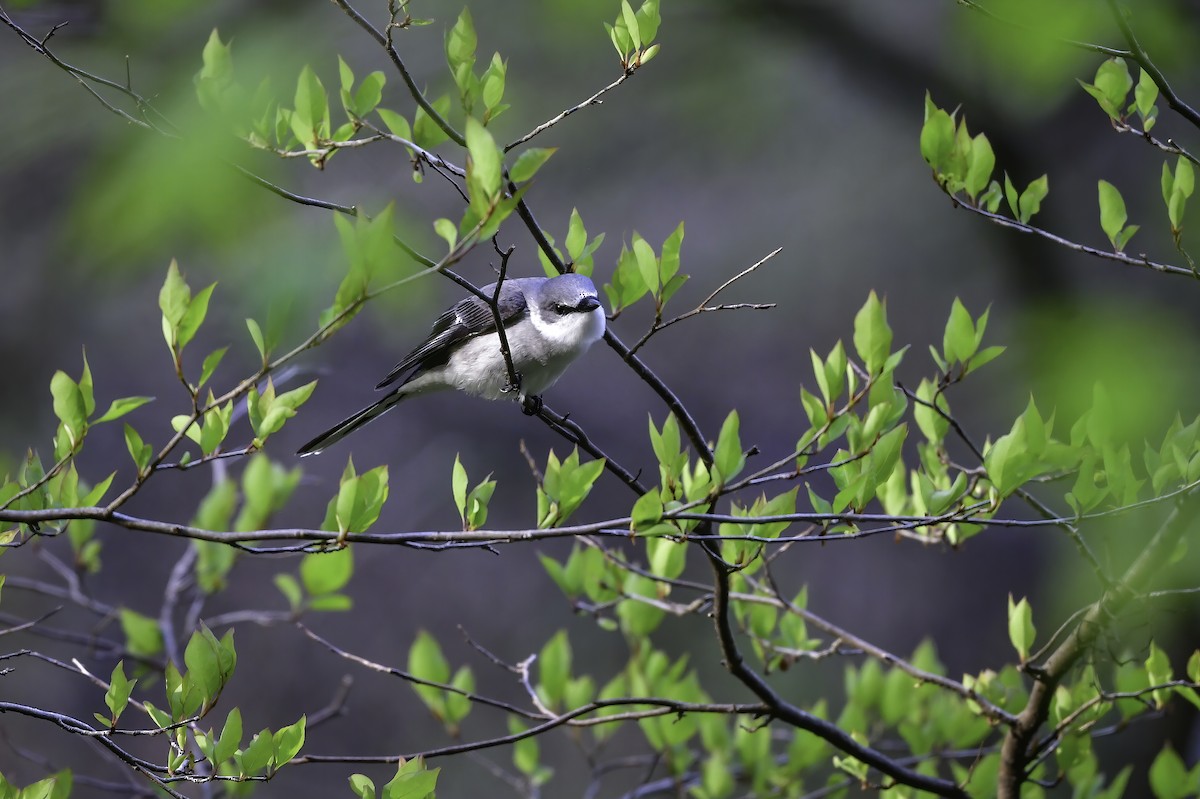 Ashy Minivet - Koji  Tagi