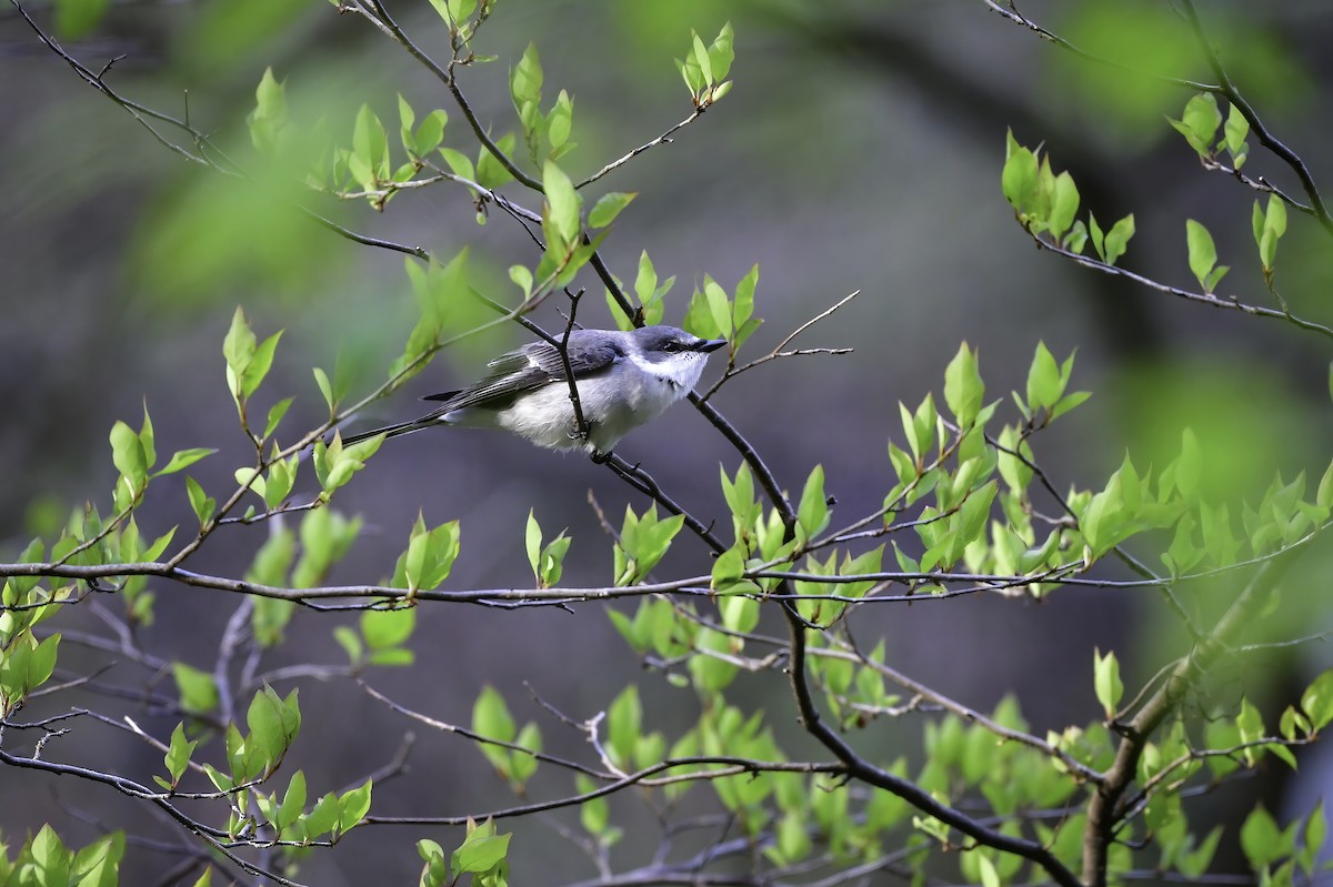 Ashy Minivet - ML465199781