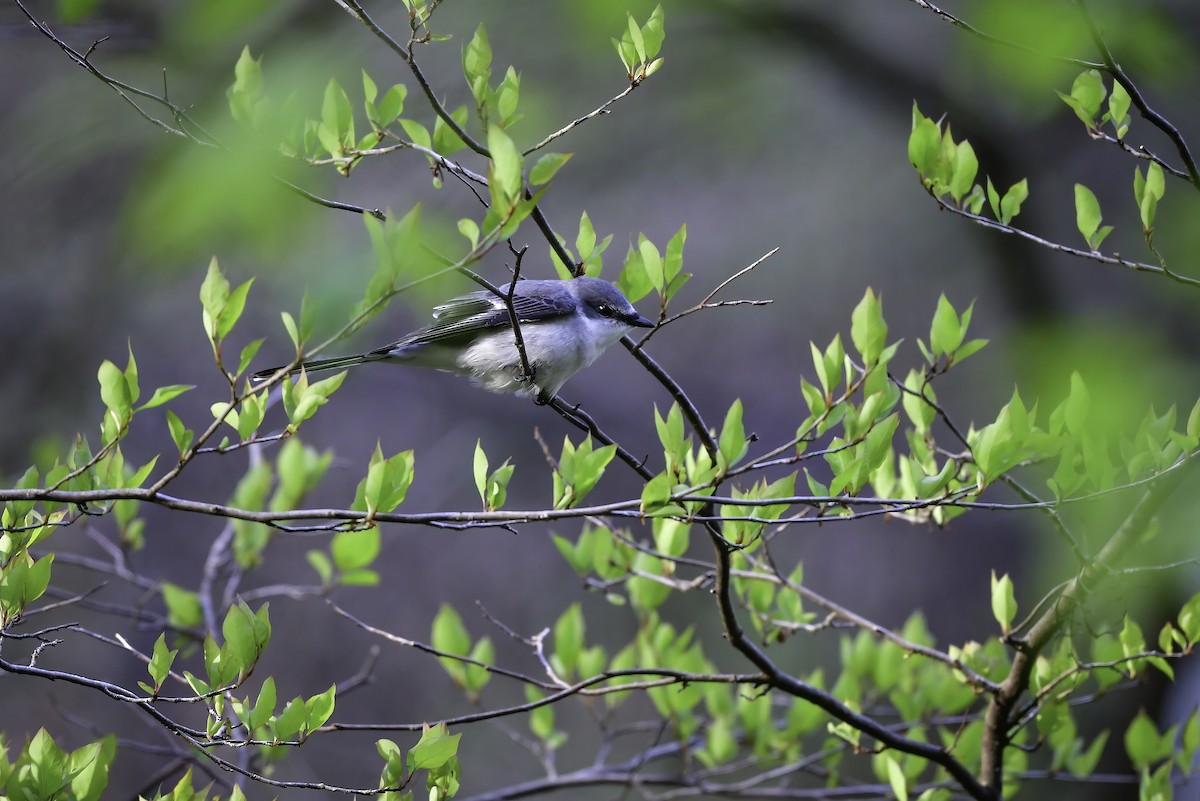 Ashy Minivet - Koji  Tagi