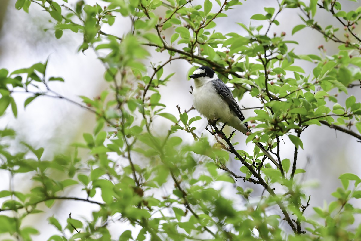 Ashy Minivet - Koji  Tagi