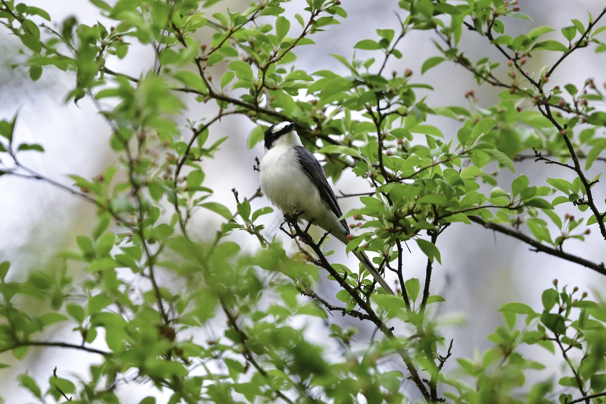 Ashy Minivet - Koji  Tagi