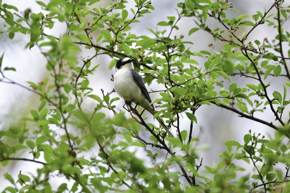 Ashy Minivet - ML465199831