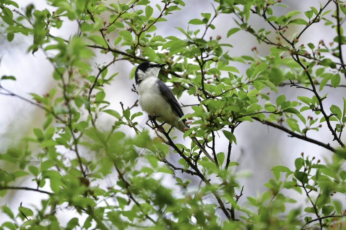 Ashy Minivet - Koji  Tagi