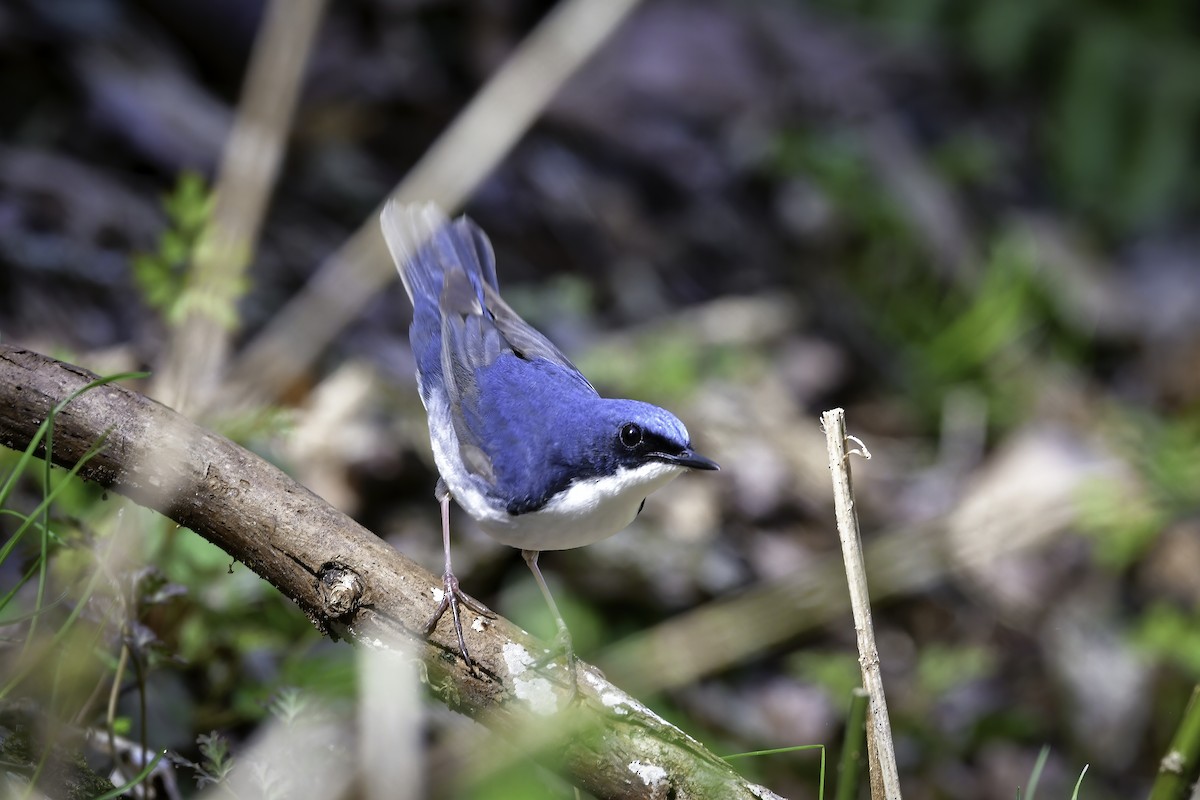 Siberian Blue Robin - ML465200301