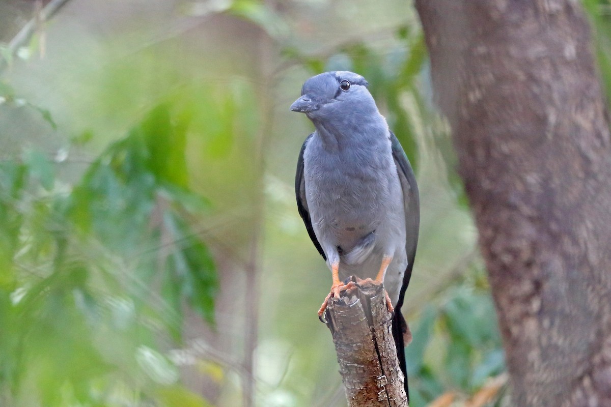 Cuckoo-roller - ML46520061