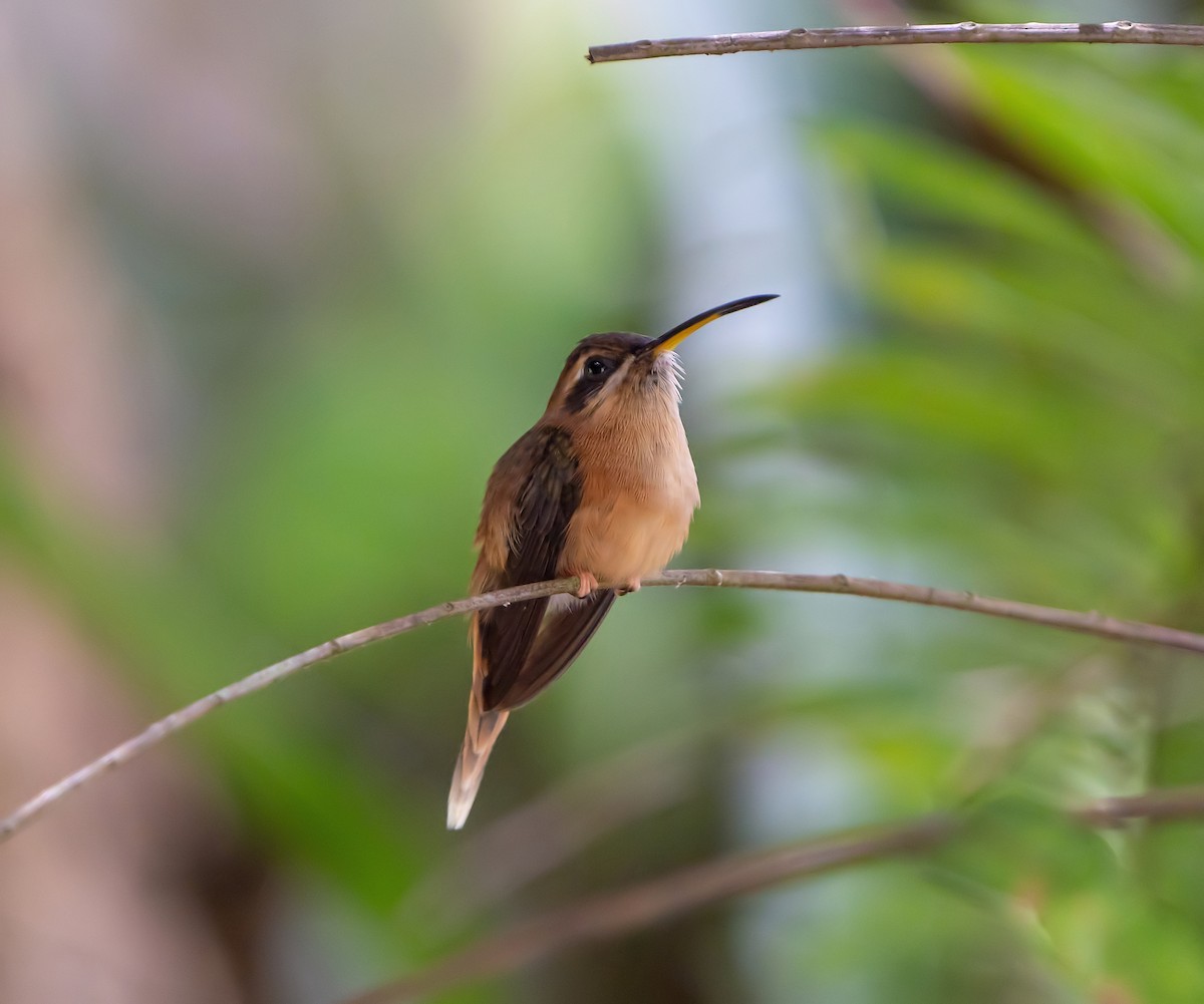 Stripe-throated Hermit - Tim Wright