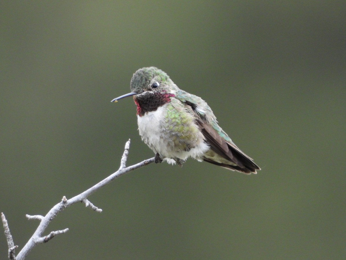Broad-tailed Hummingbird - ML465202781