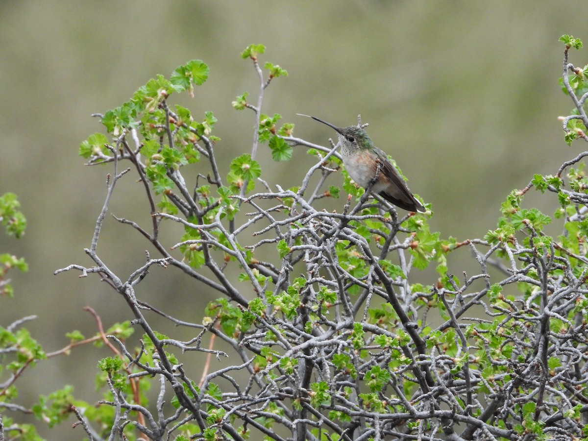 Broad-tailed Hummingbird - ML465202811
