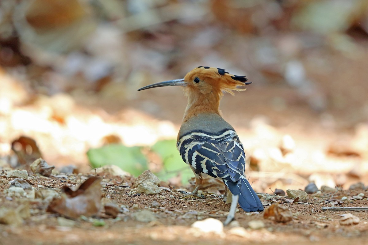 Madagascar Hoopoe - Nigel Voaden