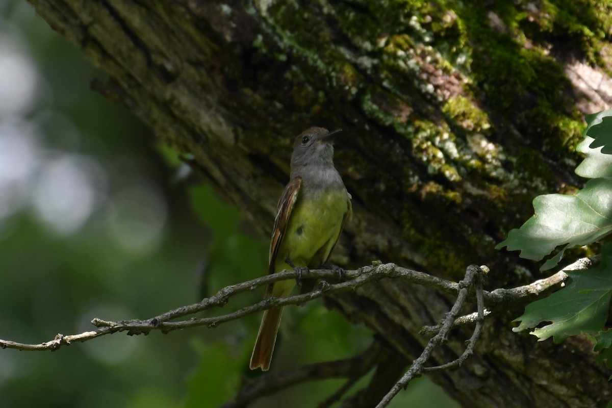Great Crested Flycatcher - ML465203981