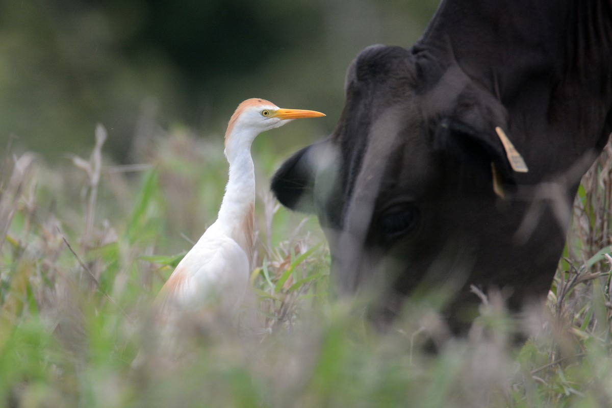 Western Cattle Egret - ML465204391