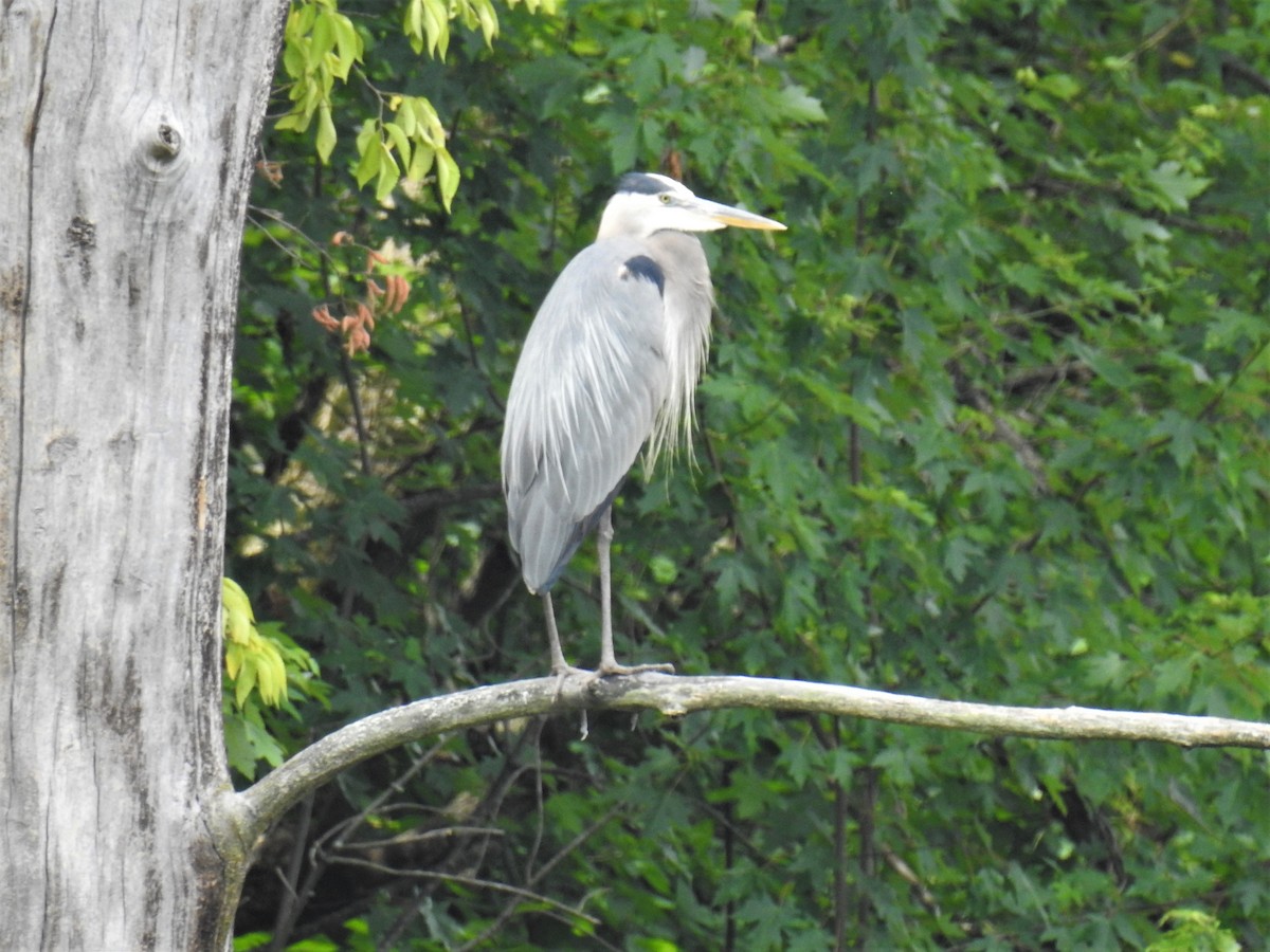 Great Blue Heron - James Holsinger