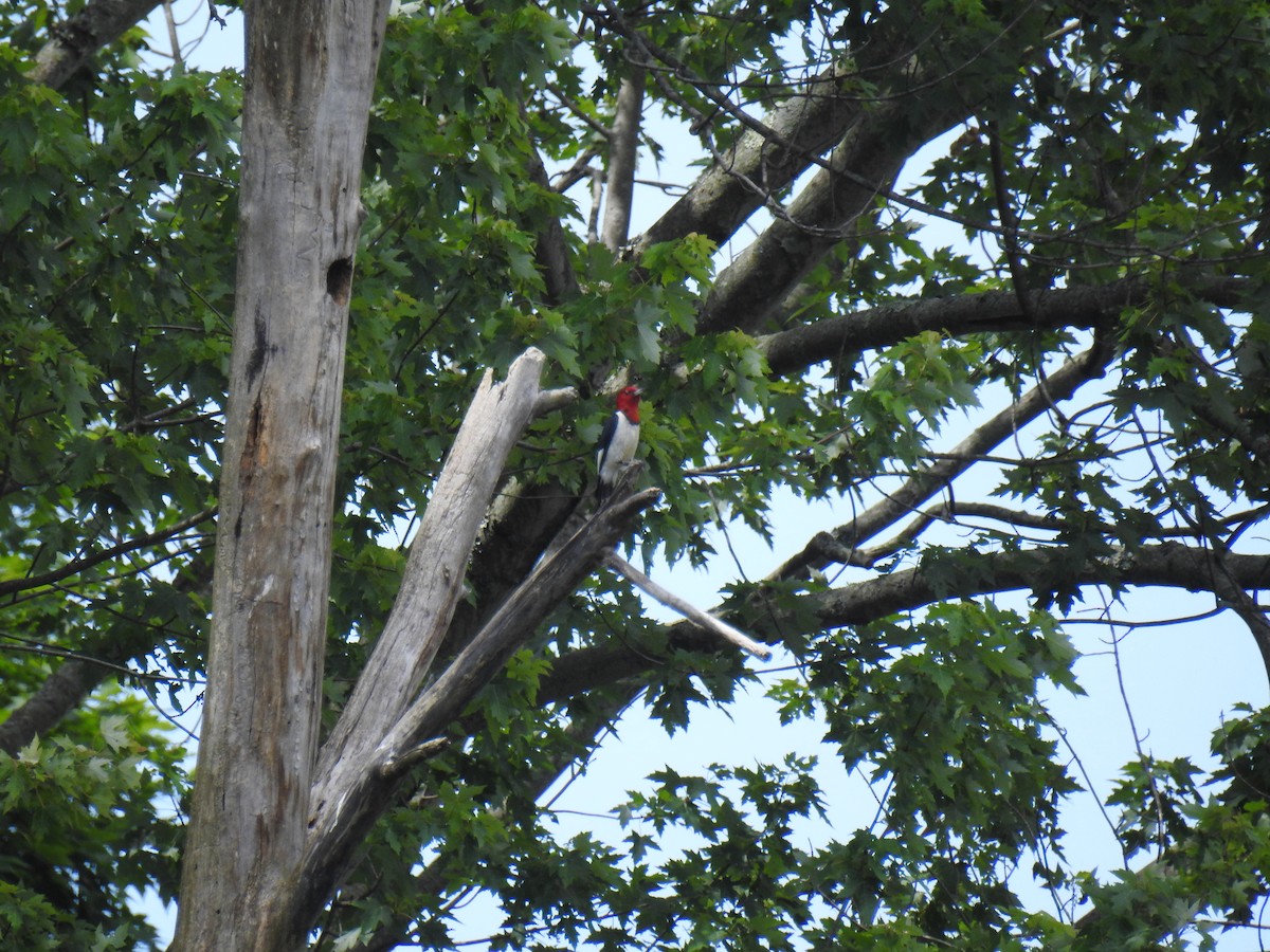 Red-headed Woodpecker - James Holsinger