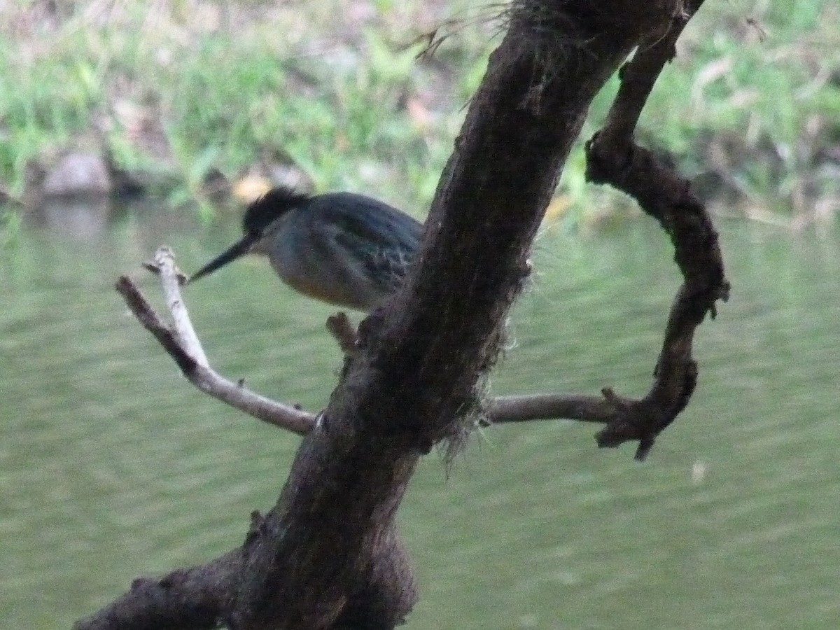 Striated Heron - Rafael Cuevas