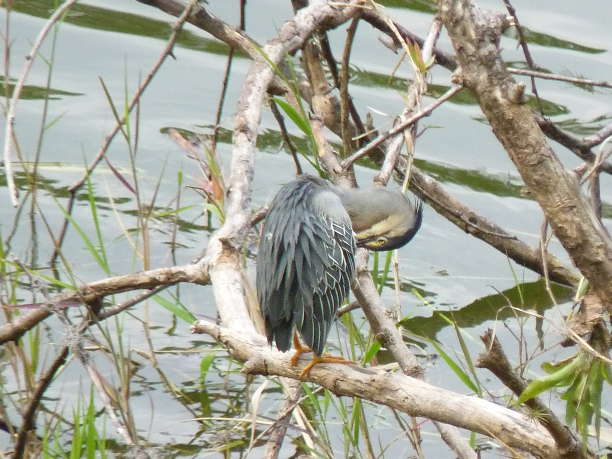 Striated Heron - ML465205551