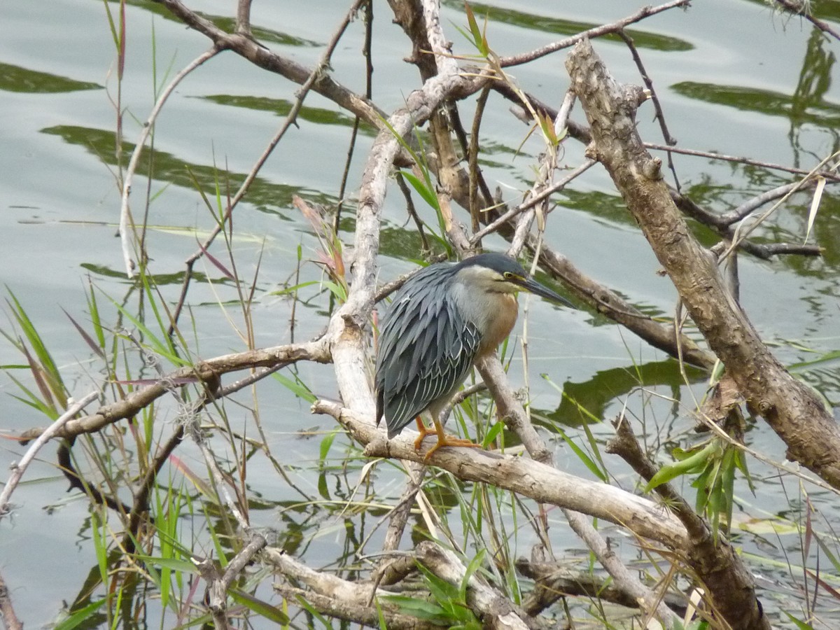 Striated Heron - Rafael Cuevas