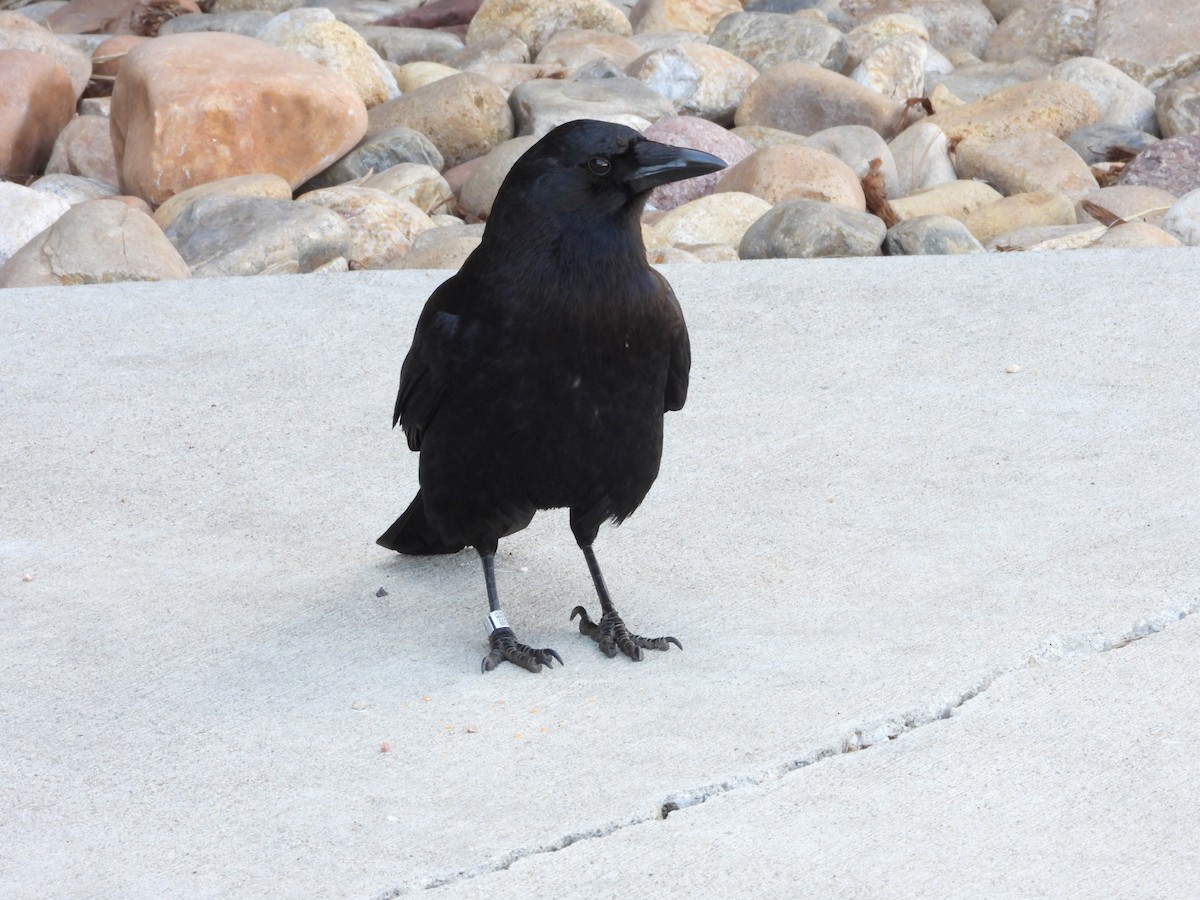 Common Raven - ML465206331