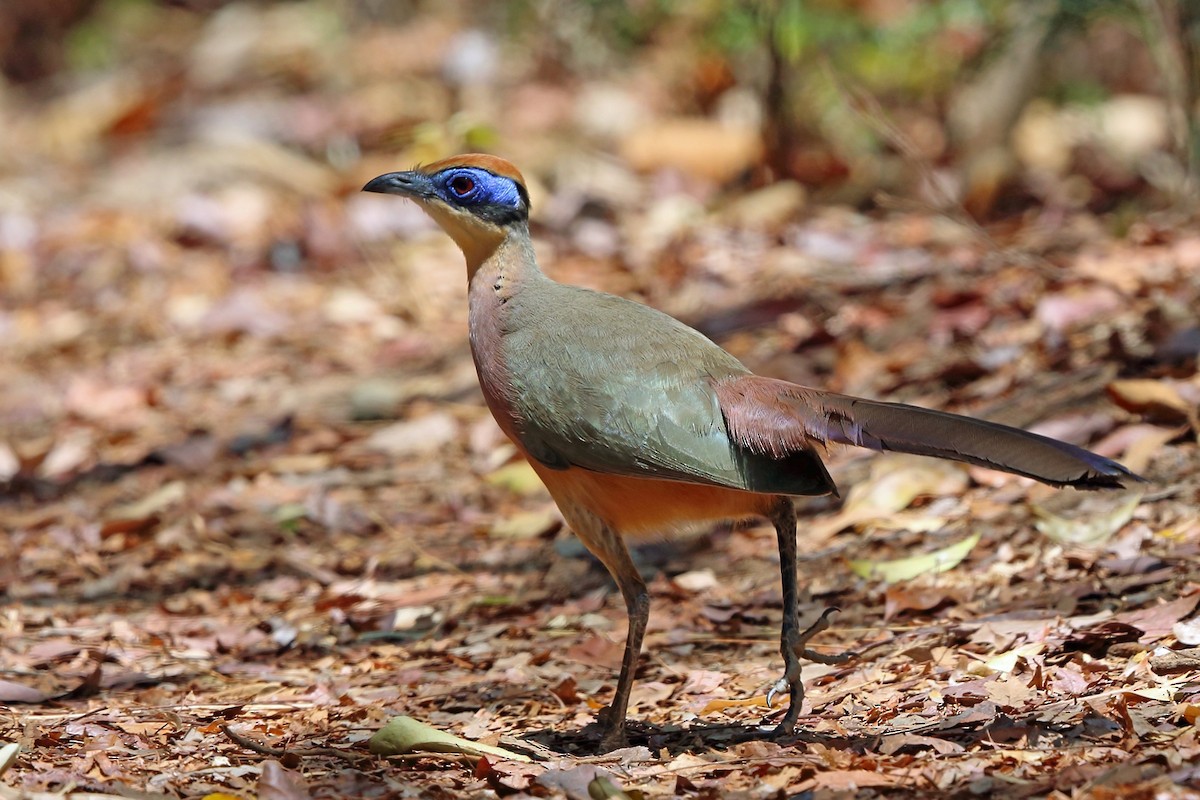 Red-capped Coua - Nigel Voaden