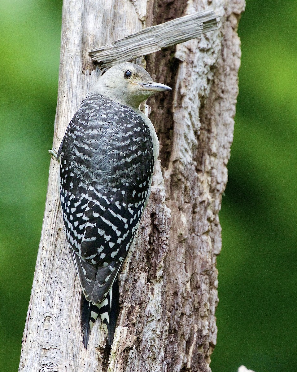 Red-bellied Woodpecker - ML465206901