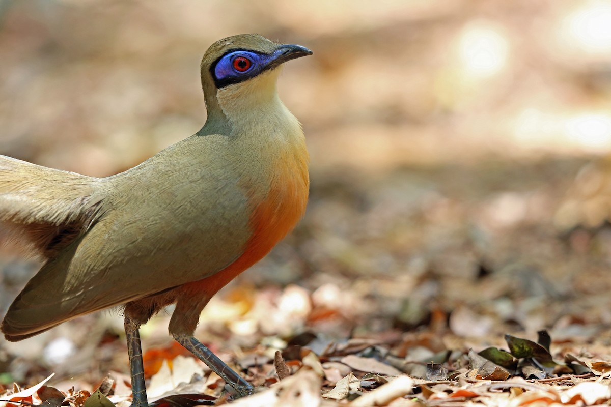 Coquerel's Coua - ML46520821