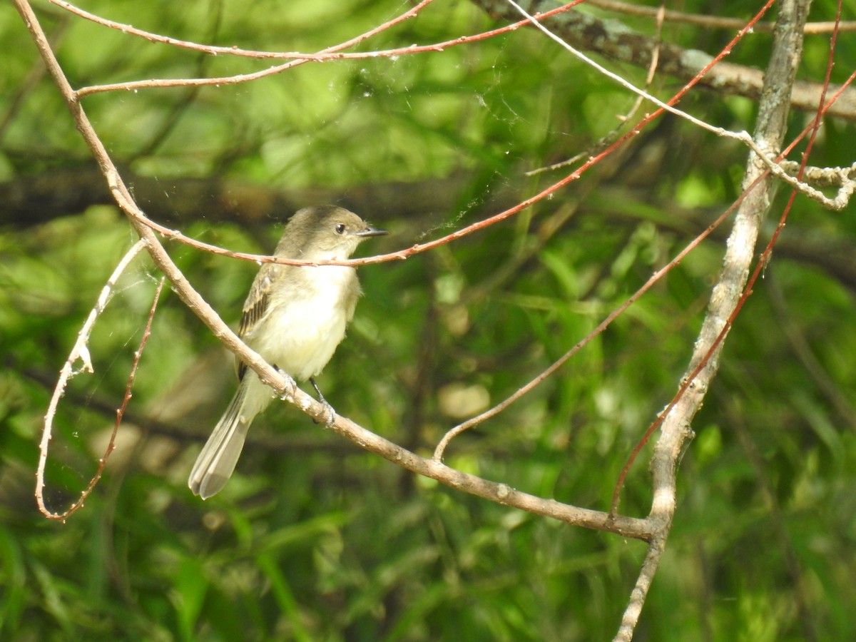 Eastern Phoebe - ML465208501