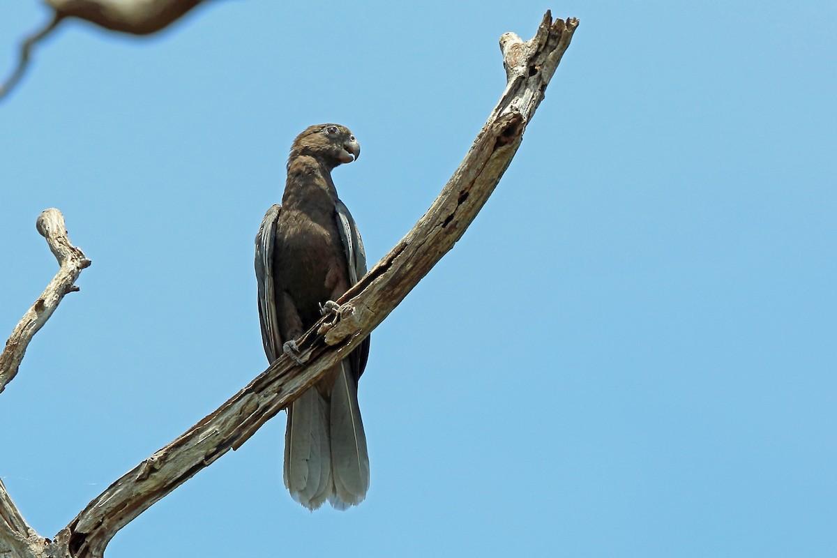 Loro Negro - ML46520881