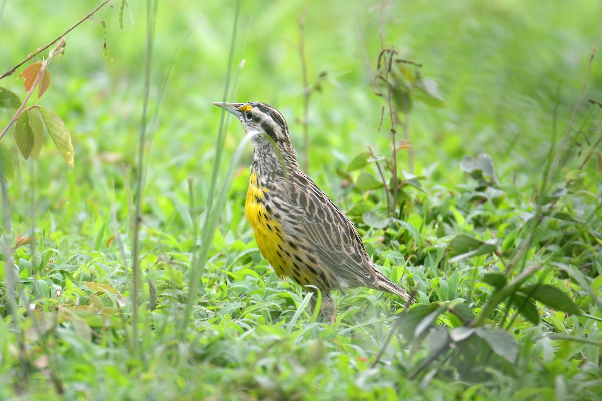 Eastern Meadowlark - ML465209291