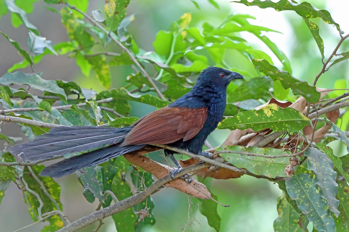 Malagasy Coucal - ML46520961