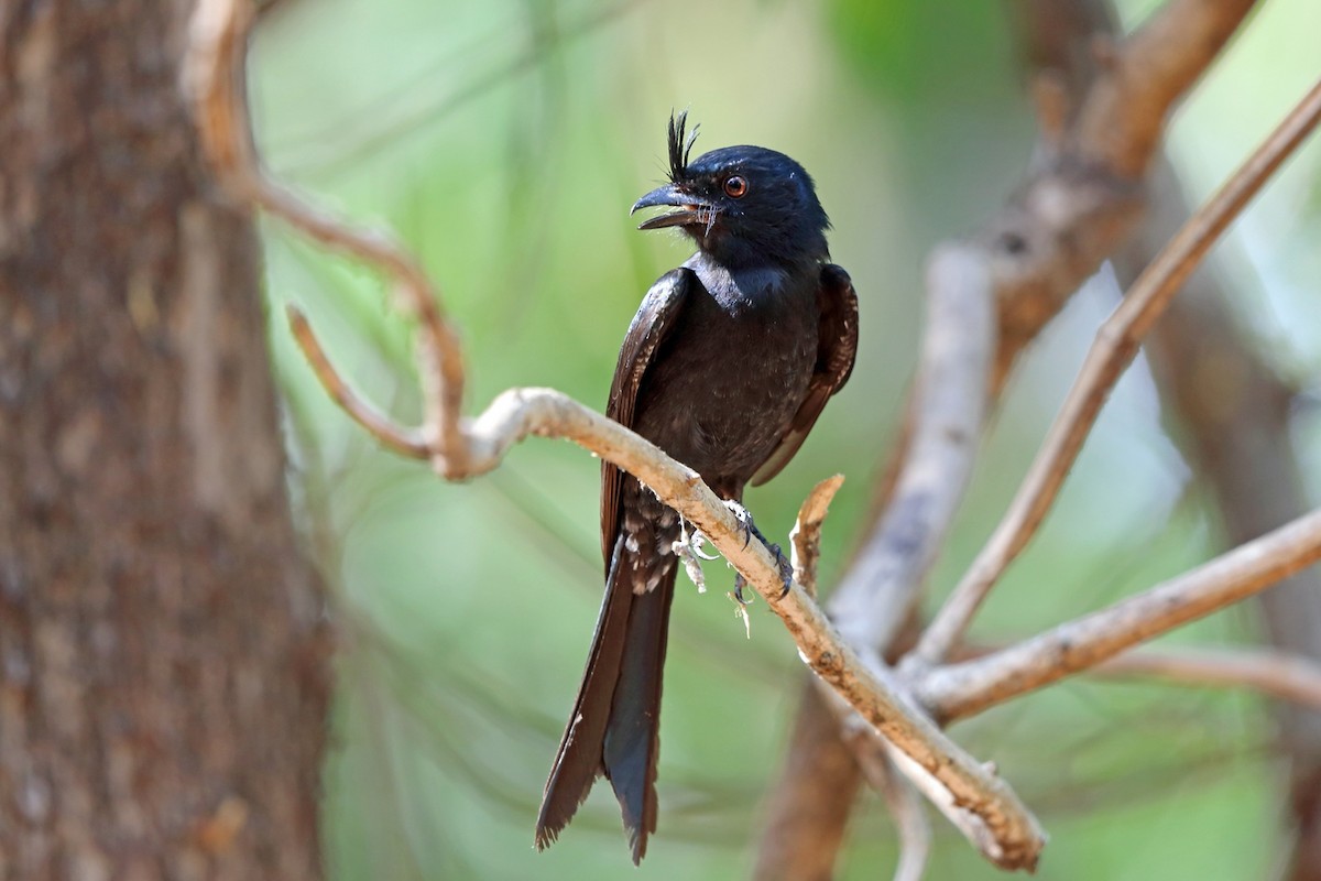 Crested Drongo (Madagascar) - Nigel Voaden
