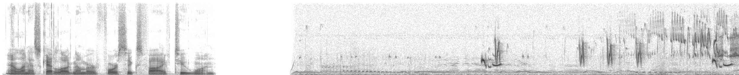 Spotted Morning-Thrush - ML46521